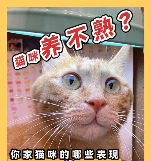 打通《猫咪公寓2》美杰克主线攻略（从小白到高手，这个攻略让你轻松过关！）